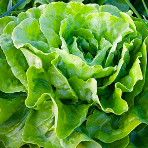 salade laitue