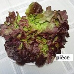 Feuille de chêne rouge