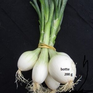 Oignon blanc botte