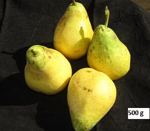 Poire Guyot 500g