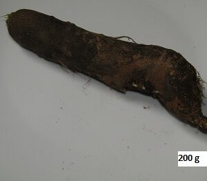 Radis noir long (pièce)