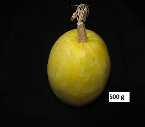 Courge spaghetti 1kg
