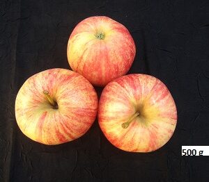 Pomme Gala 500g