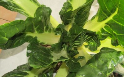 Salade de côtes de blettes et radis