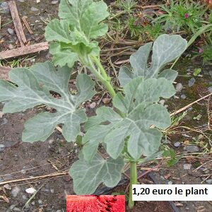 PLANT 🌱 Pastèque rouge