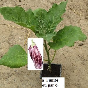 PLANT 🌱 Aubergine striée "violette et blanche"