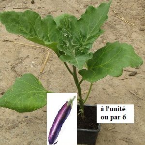 PLANT 🌱 Aubergine violette allongée