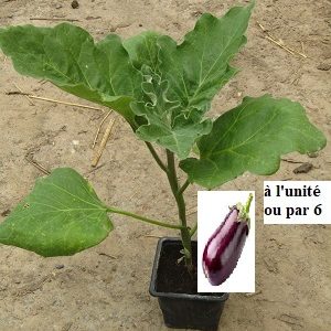 PLANT 🌱 Aubergine violette "classique"
