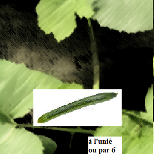 PLANT 🌱 Concombre long