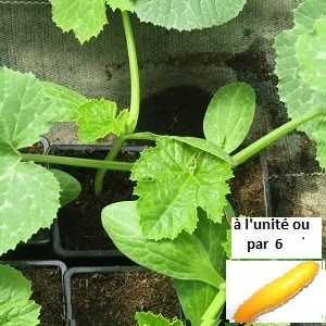 PLANT 🌱 Courgette longue jaune