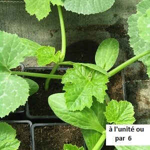 PLANT 🌱 Courgette longue verte