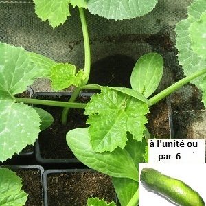 PLANT 🌱 Courgette longue verte
