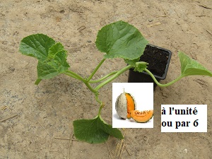 PLANT 🌱 Melon type charentais