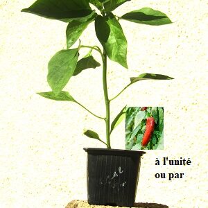 PLANT 🌱 Poivron corne de taureau "allongé"