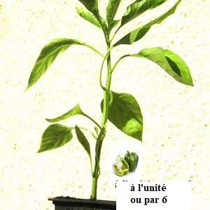 PLANT 🌱 Poivron vert