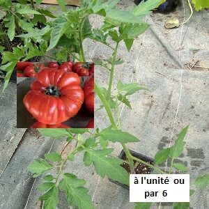 PLANT 🌱 Tomate BUFFALOSTEAK (trés gros calibre)