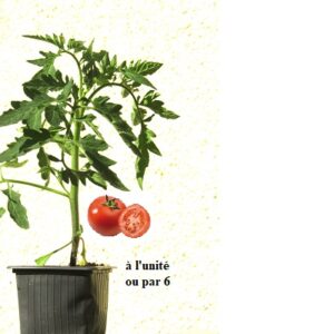 PLANT 🌱 Tomate FANDANGO