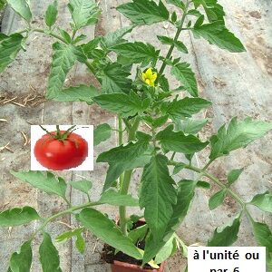 PLANT 🌱 Tomate MONTFAVET