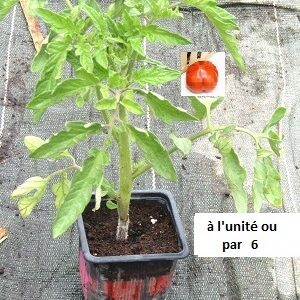 PLANT 🌱 Tomate PYROS