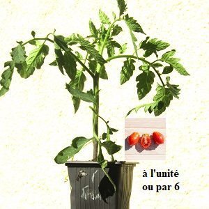 PLANT 🌱 Tomate ROMA