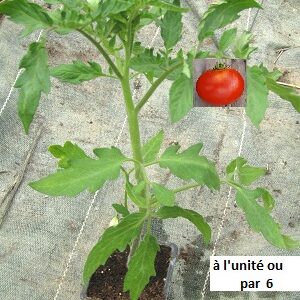 PLANT 🌱 Tomate SAINT PIERRE