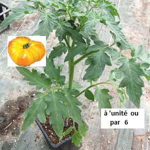 PLANT 🌱 Tomate ANANAS