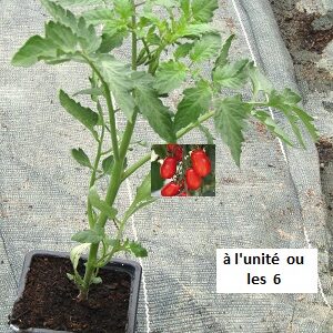 PLANT 🌱 Tomate CERISE Trilly