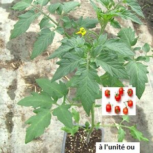 PLANT 🌱 Tomate CERISE rouge