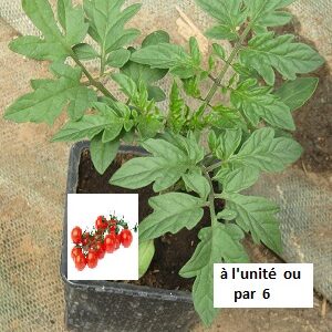 PLANT 🌱 Tomate COCKTAIL