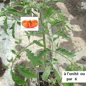 PLANT 🌱 Tomate CŒUR DE BŒUF