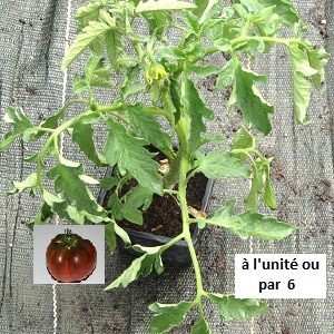 PLANT 🌱 Tomate NOIRE DE CRIMÉE