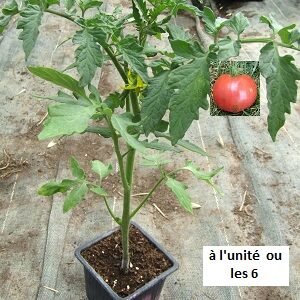 PLANT 🌱 Tomate ROSE DE BERNE