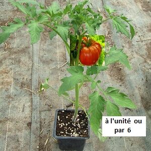 PLANT 🌱 Tomate SUPERSTEAK