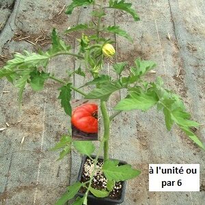 PLANT 🌱 Tomate MARMANDE