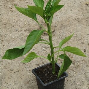 PLANT 🌱 Poivron rouge