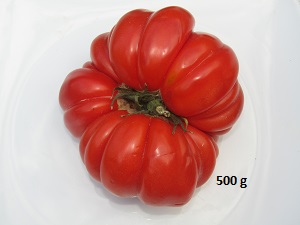 Tomate Marmande