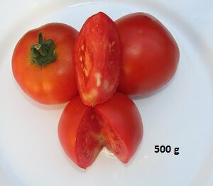 Tomates