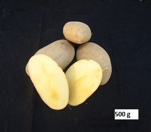 pommes de terre Spunta